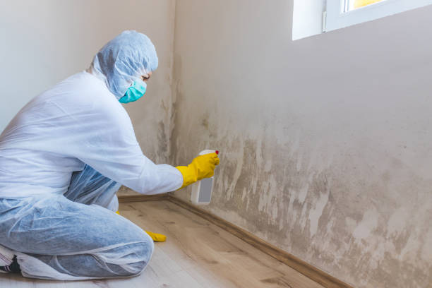 Licensed Black Mold Removal service in Annville, PA - WQB Mold Removal