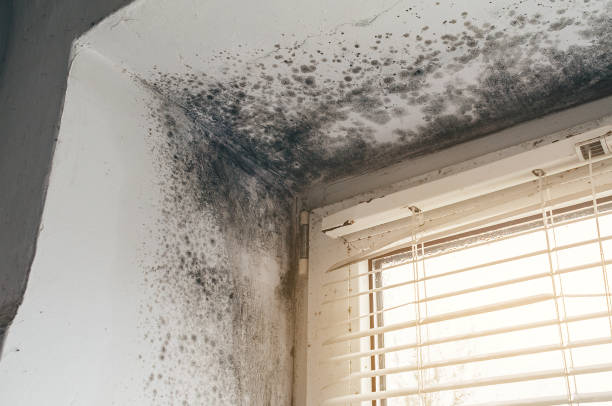 Affordable Black Mold Removal solutions in Annville, PA